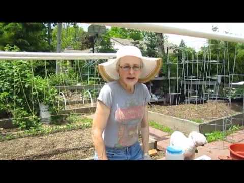 how to care alyssum
