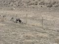 The Turkeys