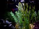 My Great Black Shark in Redesigned Tank!!!