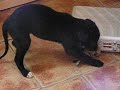 Greyhound puppie Crimdon Adder 4,5 weeks old Greyhound puppie Crimdon Adder 4,5 weeks old