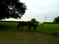 fohlen 2008 fohlen 2008