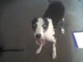 Preston the lurcher wants a walk Preston the lurcher wants a walk