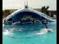 Dolphin Show In Tenerife 1
