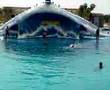 Dolphin Show In Tenerife 1 