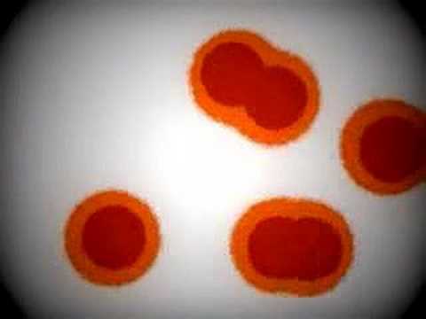 Cell Division