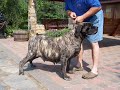 Willow Run Mastiffs