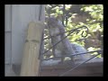 Mission Impossible IV: Bird Feeder Assault