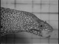 Moray Eel Eating 2