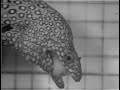 Moray Eel Eating 2 Moray Eel Eating 2
