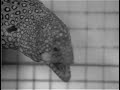 Moray Eel Eating 2