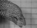 Moray Eel Eating 2