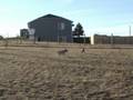 Crazy Cowdogs!!!