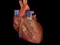 Video del corazón