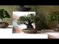Bonsai - 1. Shohin - Ausstellung in Kulmain by Merlin