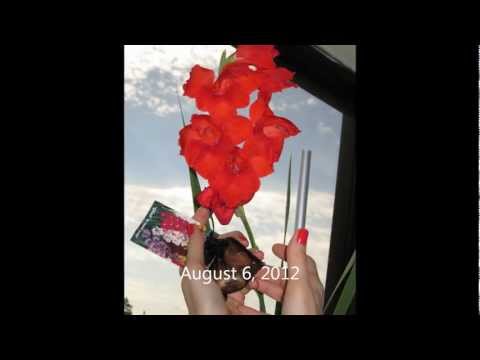 how to harvest gladiolus bulbs