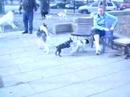 Doobee chasing dogs Doobee chasing dogs