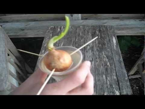 how to grow onion from a onion