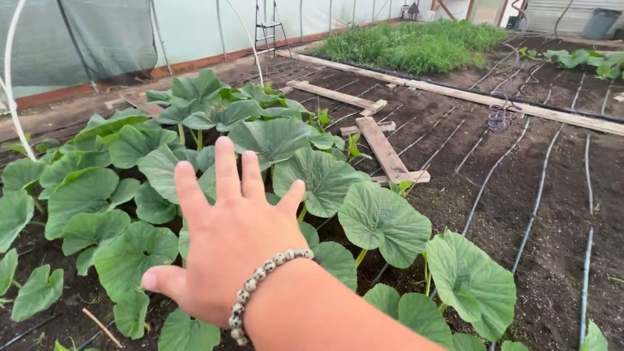 6/14/22 GIANT Pumpkin Patch Update