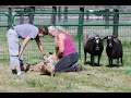 Mini Aussie Nationals Herding and Rally