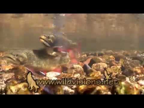 how to fertilized trout eggs