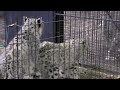 ユキヒョウの威嚇(円山動物園) ~Snow Leopard~ ユキヒョウ