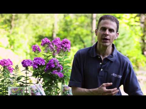 how to plant phlox