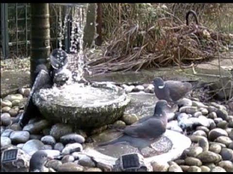 how to provide water for birds in winter