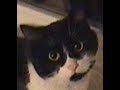 chats-qui-parle.html