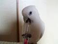 ハンドトイで遊ぶアクビちゃん