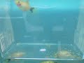 Mickey Platy Babies 1