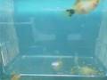 Mickey Platy Babies 1
