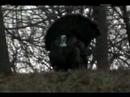 Turkey Gobbler Strut