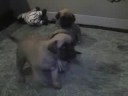 GOLDLEAF MASTIFFS - Skye & Bat Pups 08/31/2008