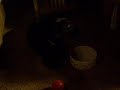 Puppy playing with ice in dish