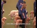  crufts 2008 rossi centro studi del cane addestramento agility obedience gioco dog clicker training