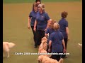 Crufts 2008 ( Centro Studi del Cane ) Crufts 2008 ( Centro Studi del Cane )