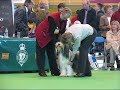 Breaksea Beardies at Crufts 2008 Breaksea Beardies at Crufts 2008