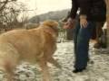 videos de garde, pension, chien, chat, animaux Tél 0686784210