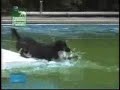 Smart Dog