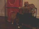 Kitty Fun II