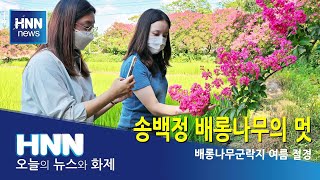 송백정 배롱나무의 멋