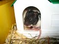Aaaah... rat babies! Aaaah... rat babies!