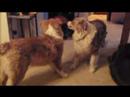 Deuce, ARPH foster dog