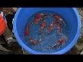TateGoi Koi Masterclass Video 1: Selecting Tosai TateGoi Koi Masterclass Video 1: Selecting Tosai