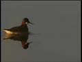 videos de Red-necked Phalarope Female