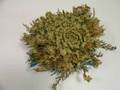 Traditions de No�l : La rose de Jericho ou la plante de No�l immortelle