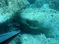 corbs en corse pescasub corvina