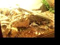 Leopard Geckos Eating Leopard Geckos Eating