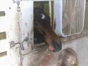 when horses attack