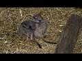 videos de Philadelphia Zoo Meerkats Demonstrating Sitting Positions